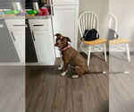 Small #1 American Pit Bull Terrier Mix