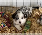 Small Photo #9 Cardigan Welsh Corgi Puppy For Sale in BEULAVILLE, NC, USA