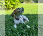 Small #31 American Pit Bull Terrier-Treeing Walker Coonhound Mix