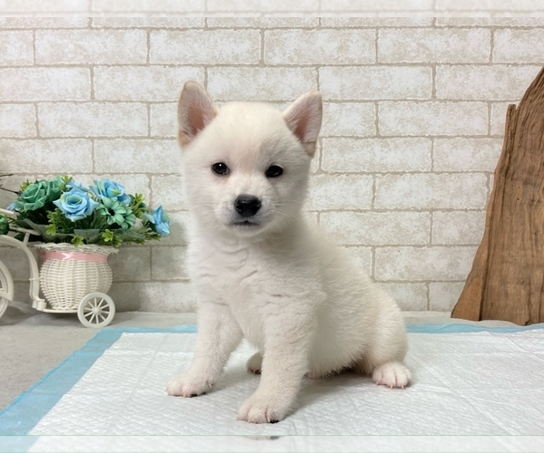 Medium Photo #7 Shiba Inu Puppy For Sale in BEVERLY HILLS, CA, USA