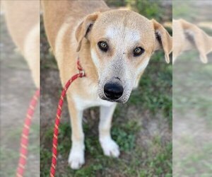 Labrador Retriever-Unknown Mix Dogs for adoption in Conroe, TX, USA