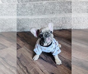 French Bulldog Puppy for sale in RIO RANCHO, NM, USA