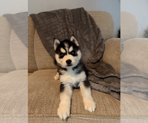Medium Photo #2 Siberian Husky Puppy For Sale in ALTON, IL, USA