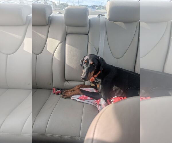 Medium Photo #3 Doberman Pinscher Puppy For Sale in Minneaoplis, MN, USA