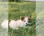 Small #2 Papillon