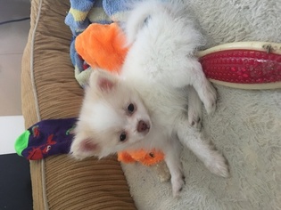 Pomeranian Puppy for sale in HANOVER, PA, USA