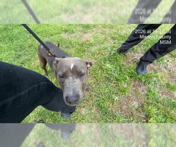 Medium Photo #1 American Pit Bull Terrier Puppy For Sale in Ocala, FL, USA