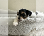 Small #2 Yorkshire Terrier