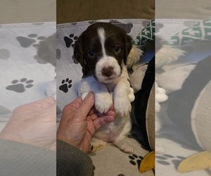 Brittany Puppy for sale in MOHAWK, NY, USA