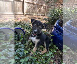 Labrador Retriever-Unknown Mix Dogs for adoption in The Woodlands, TX, USA
