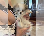 Small Photo #16 Pomeranian Puppy For Sale in WINDERMERE, FL, USA