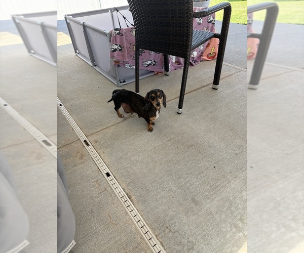 Medium Photo #1 Dachshund Puppy For Sale in HATBORO, PA, USA