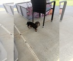 Small Photo #1 Dachshund Puppy For Sale in HATBORO, PA, USA