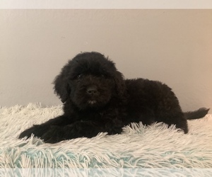 Saint Berdoodle Puppy for sale in HILLSBORO, WI, USA
