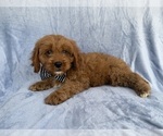 Small #1 Cavapoo (Standard)