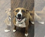 Small #2 American Staffordshire Terrier-Mountain Cur Mix
