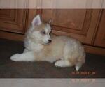 Small Photo #13 Siberian Husky Puppy For Sale in DINWIDDIE, VA, USA