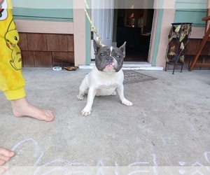 French Bulldog Dog for Adoption in LAKEWOOD, Washington USA