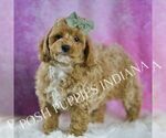 Small Photo #63 Poodle (Toy) Puppy For Sale in WARSAW, IN, USA