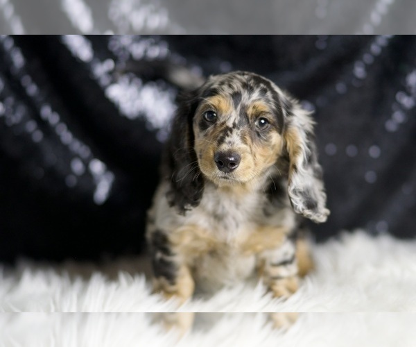 Medium Photo #4 Dachshund Puppy For Sale in WARSAW, IN, USA