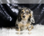 Small #3 Dachshund