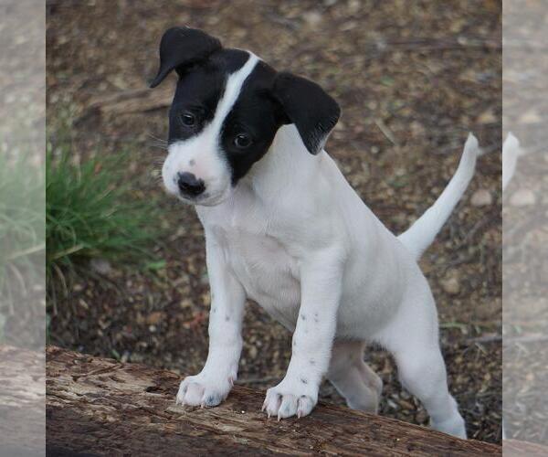 Medium Photo #8 Border Collie-Unknown Mix Puppy For Sale in San Diego, CA, USA