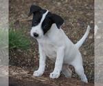 Small #7 Border Collie Mix