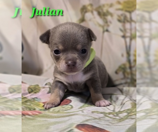 Medium Photo #3 Chihuahua Puppy For Sale in HOMERVILLE, GA, USA