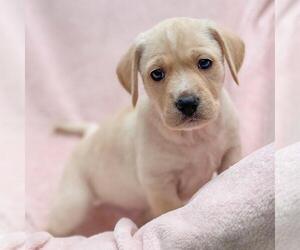 Labrador Retriever-Unknown Mix Dogs for adoption in San Diego, CA, USA