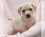 Small Labrador Retriever Mix