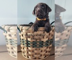 Small Photo #1 Labrador Retriever Puppy For Sale in CASHTON, WI, USA