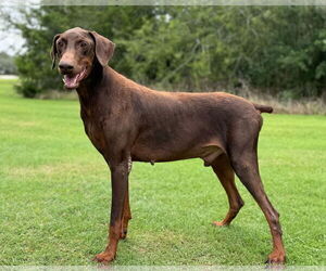 Doberman Pinscher Dogs for adoption in PIPE CREEK, TX, USA