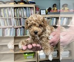 Puppy Sandy Poodle (Toy)