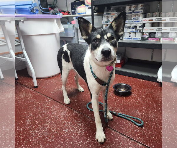 Medium Photo #3 Huskies -Rottweiler Mix Puppy For Sale in Fargo, ND, USA