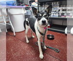 Small #2 Huskies -Rottweiler Mix