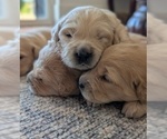 Image preview for Ad Listing. Nickname: Goldens