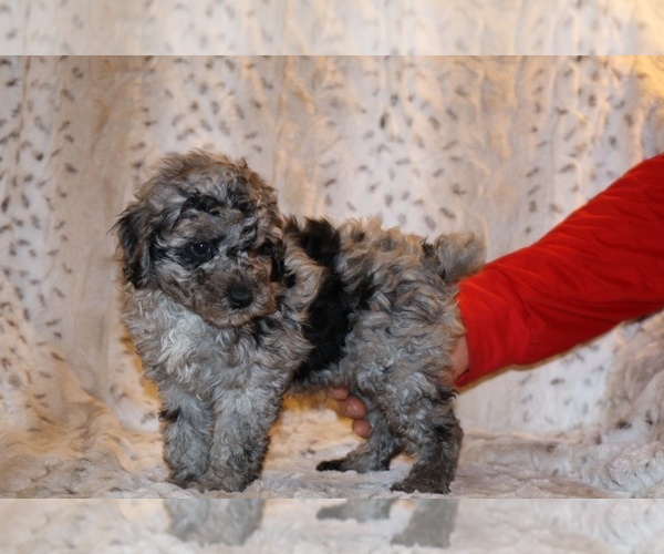 Medium Photo #31 Poodle (Toy) Puppy For Sale in DYERSBURG, TN, USA