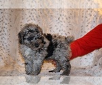 Small #30 Poodle (Toy)