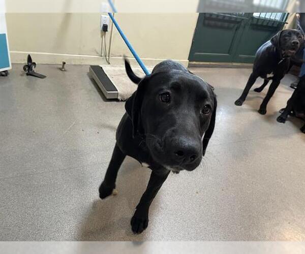 Medium Photo #1 Labrador Retriever-Unknown Mix Puppy For Sale in Pasadena, CA, USA