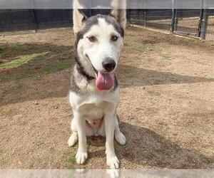 Siberian Husky Dogs for adoption in Orange, CA, USA