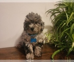 Small #2 Poodle (Miniature)