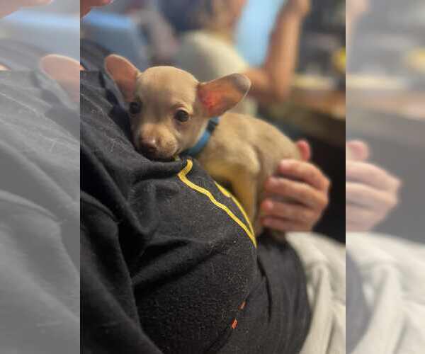 Medium Photo #5 Chihuahua-Unknown Mix Puppy For Sale in Shermans Dale, PA, USA