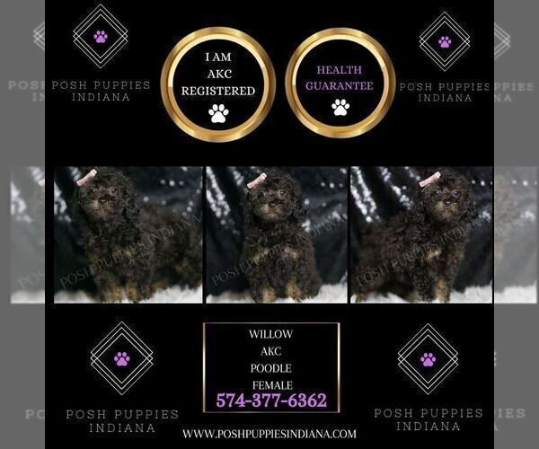 Medium Photo #2 Poodle (Toy) Puppy For Sale in WARSAW, IN, USA