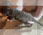 Small #3 Goldendoodle