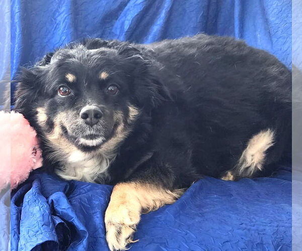 Medium Photo #4 Australian Shepherd-Unknown Mix Puppy For Sale in Cuba, NY, USA