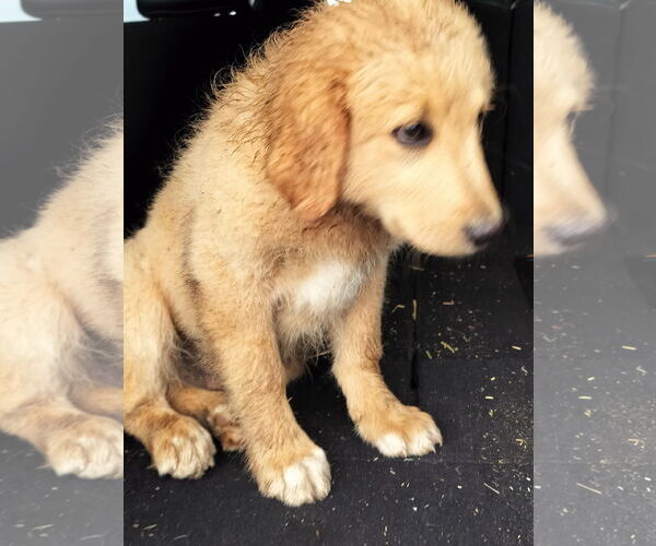 Medium Photo #2 Golden Retriever-Unknown Mix Puppy For Sale in HOPKINSVILLE/PRINCETON, KY, NH, USA