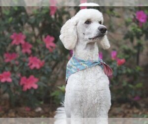 Father of the English Cream Golden Retriever-Poodle (Standard) Mix puppies born on 03/28/2023
