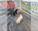 Small #3 Dachshund Mix