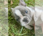 Small #2 French Bulldog