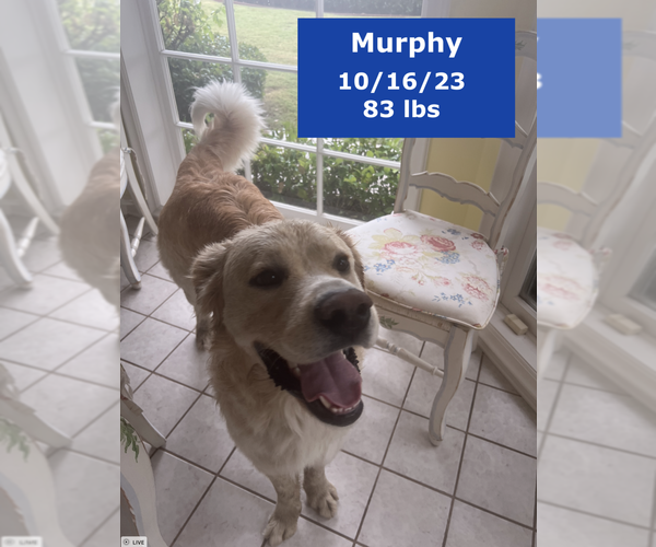 Medium Photo #3 Golden Pyrenees Puppy For Sale in West Hollywood, CA, USA